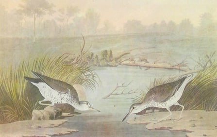 c1946 Audubon Print, #310 Spotted Sandpiper