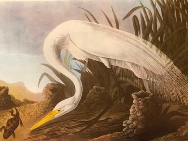 c.1946 Audubon Print, #386 American Egret