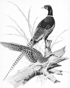 1950 Menaboni Print, Ring-necked Pheasant ( Black/White )