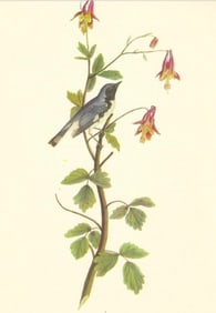 c1950 Audubon Print, Black Throated Blue Warbler