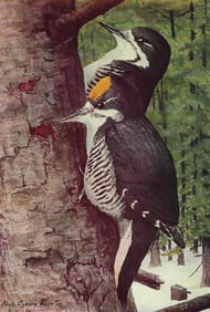 1936 Pearson Birds, #95 Woodpecker, Arctic Three-Toed