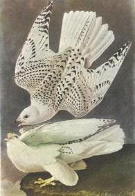 c1950 Audubon Print, White Gyrfalcon