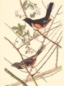 c1950 Audubon Bird Print, Towhee