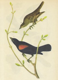 c1946 Audubon Print, #420 Bicolored Red-Wing