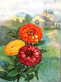 1920's Color Lithograph Print, Zinnia