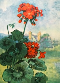 1920's Color Lithograph Print, Geranium
