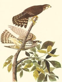1950 Audubon Print, Merlin or Pigeon Hawk