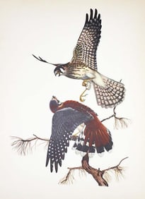1950 Menaboni Print, Sparrow Hawk