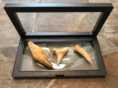 Prehistoric Ocean Predator Fossil Display