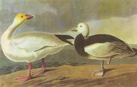 c1946 Audubon Print, #381 Blue and Snow Goose