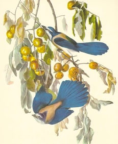 c1950 Audubon Print, Florida or Scrub Jay