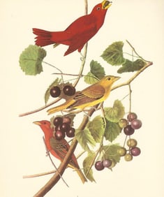 c1950 Audubon Print, Summer Tanager