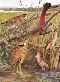 1936 Pearson Birds Print, Heron, Bittterns