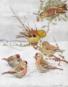 1936 Pearson Birds Print, Goldfinch, Redpoll, Siskin