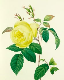 After Pierre-Jospeh Redoute, Floral Print, #122 Rosa Indica (Rose)