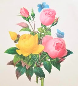 After Pierre-Jospeh Redoute, Floral Print, #127 Rose