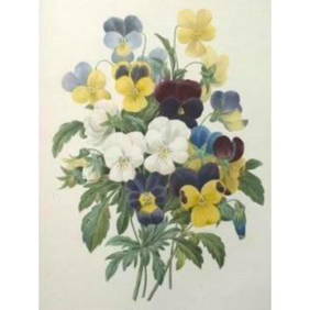 After Pierre-Jospeh Redoute, Floral Print, #97 Pansies (1 of 2)