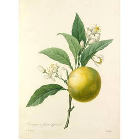 After Pierre-Jospeh Redoute, Floral Print, #89 Oranges (1 of 1)