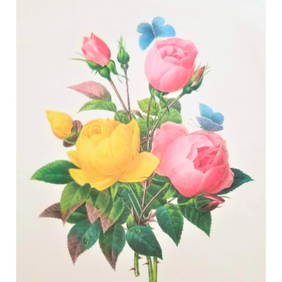 After Pierre-Jospeh Redoute, Floral Print, #127 Rose (1 of 2)
