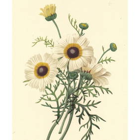 After Pierre-Jospeh Redoute, Floral Print, #22 Crysanthemum (1 of 2)