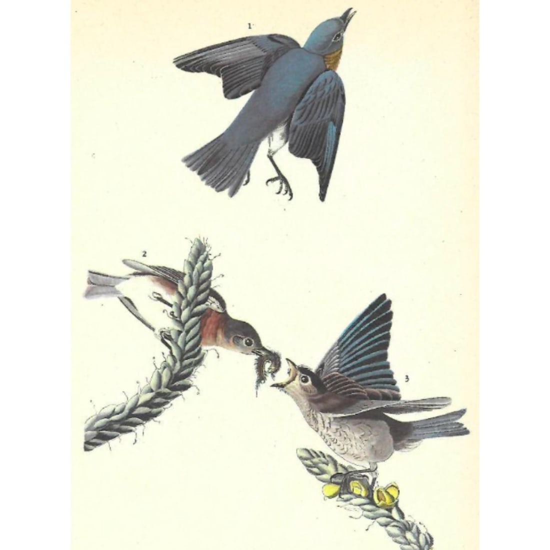 c1946 Audubon Print, #113 Bluebird (1 of 2)