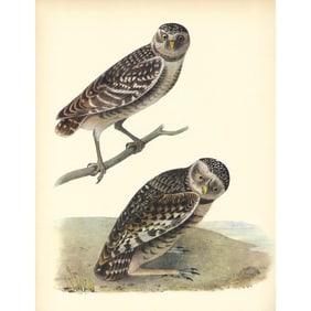 c1937 Audubon Print, #448 Burrowing Owl