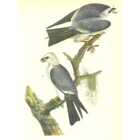 c1946 Audubon Print, #117 Mississippi Kite