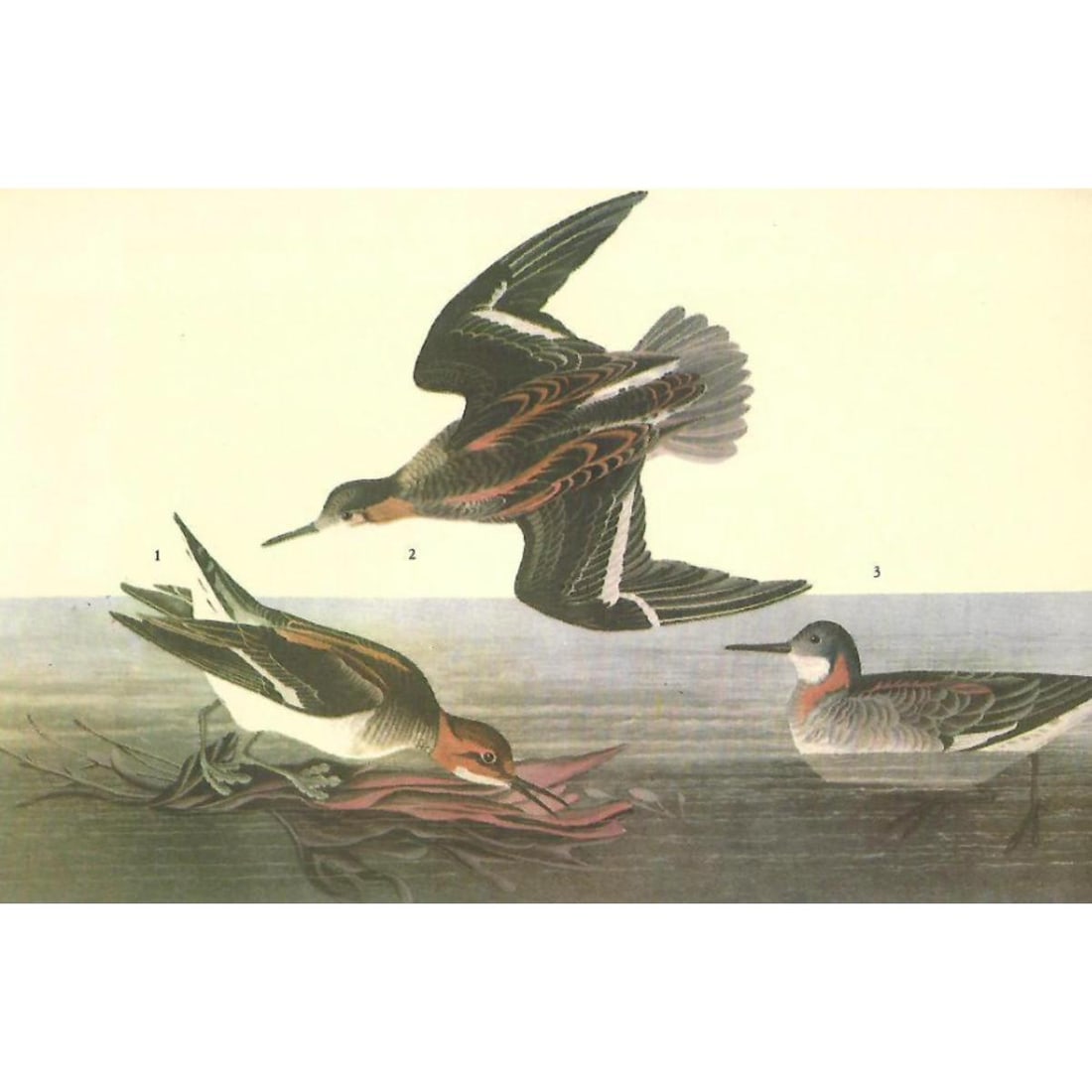 c1946 Audubon Print, #215 Northern Phalarope (1 of 2)