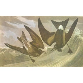 c1946 Audubon Print, #260 Leach's Petrel