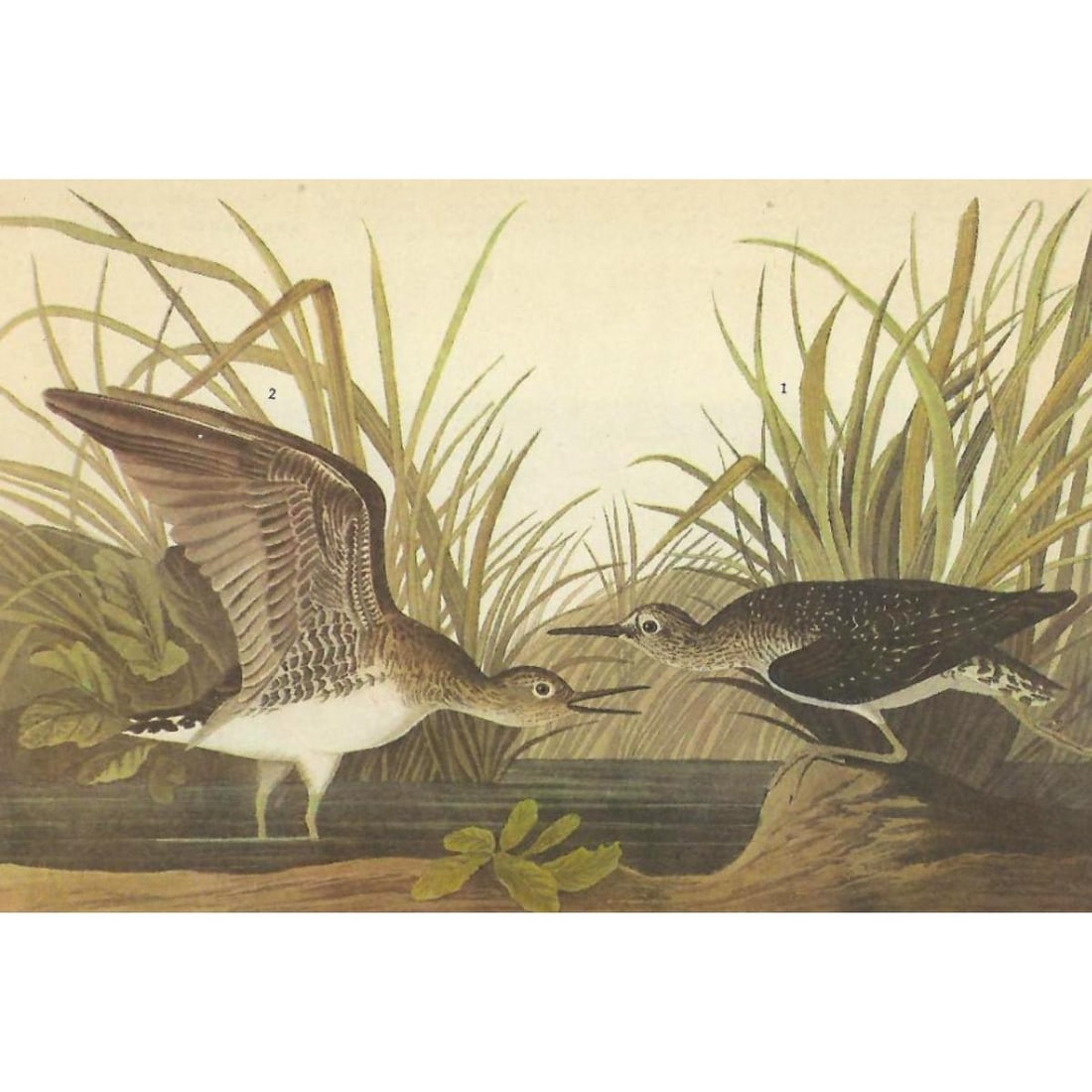 c1946 Audubon Print, #289 Solitary Sandpiper (1 of 2)