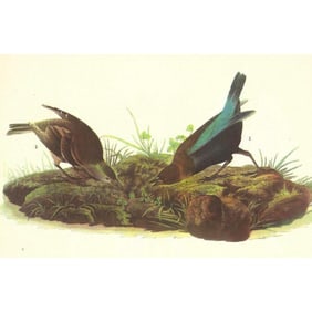 c1946 Audubon Print, #99 Cowbird