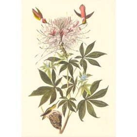 c1950 Audubon Print, Rufus Hummingbird