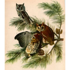 c1946 Audubon Print, #97n Screech Owl