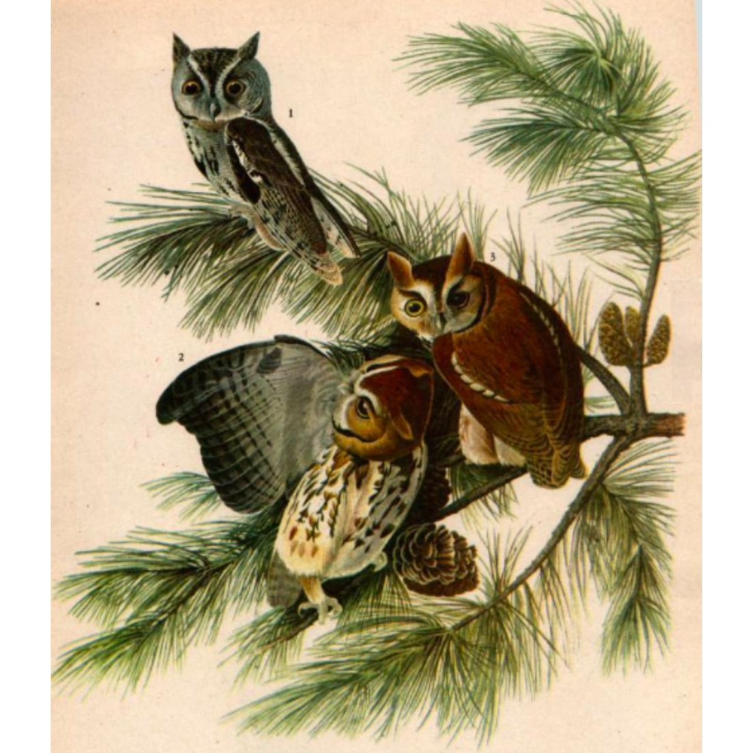 c1946 Audubon Print, #97n Screech Owl