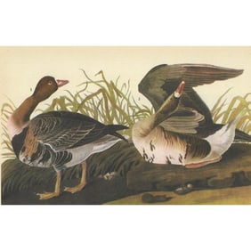 c1946 Audubon Print, #286f White-Fronted Goose