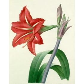 After Pierre-Jospeh Redoute, Floral Print, #4 Amaryllis
