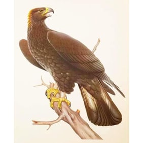 Vintage 1950 Menaboni Lithograph, Golden Eagle