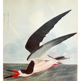 c1946 Audubon Print, #323 Black Skimmer