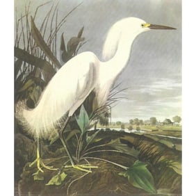c1950 Audubon Print, Snowy Egret