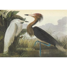 c1946 Audubon Print, #256 Reddish Egret