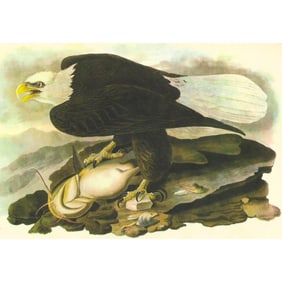 c1946 Audubon Print, #31 Bald Eagle
