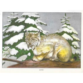 1920's Lynx Color Lithograph Print