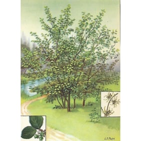 1920s Witch Hazel Color Lithograph Print