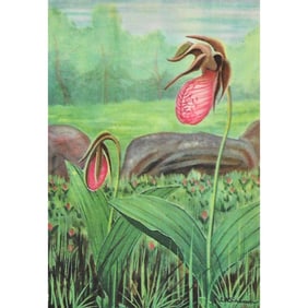 1920s Lady's Slipper Color Lithograph Print