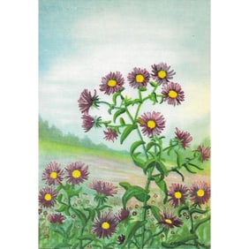 1920's New England Aster Color Lithograph Print