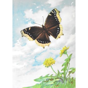 Mourning Cloak Butterfly Color Lithograph Print