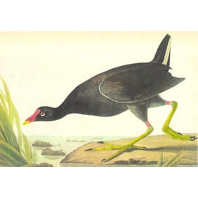 c1946 Audubon Print, #244 Florida Gallinule