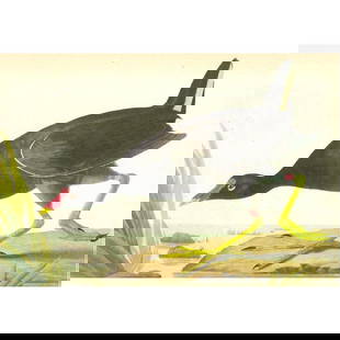 c1946 Audubon Print, #244 Florida Gallinule: John James Audubon, book plate print, #244 Florida Gallinule, taken from a 1946 edition of "The Birds Of America". 8 1/2" X 11 1/2". Comes with 11" X 14" mat for framing.