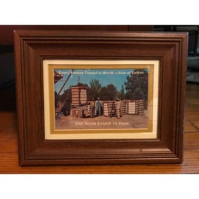 Mid Century Framed Southern Cotton Postcard