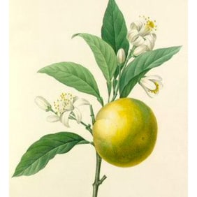 After Pierre-Jospeh Redoute, Floral Print, #89 Oranges